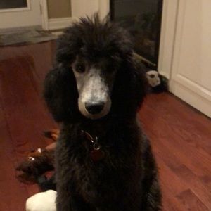 Meet your Posher, Kim